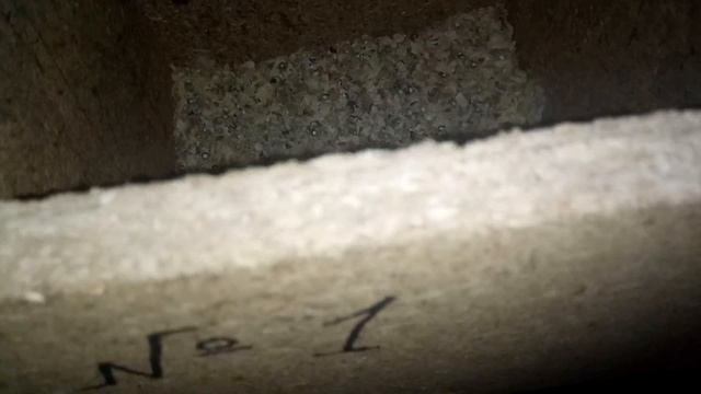 ПОЛОЖИЛ ЯЙЦА НЕРАЗЛУЧНИКА ВОЛНИСТЫМ ПОПУГАЯМ! ЭКСПЕРИМЕНТ старший группа смотреть онлайн