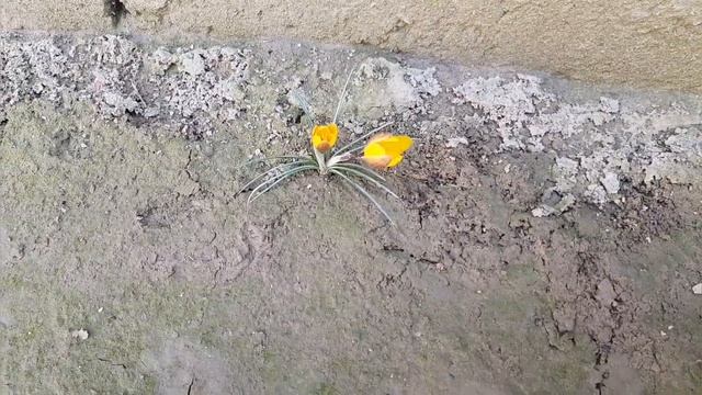 УРГУТ! ПЕРВЫЕ ПОДСНЕЖНИКИ - ЧУВСТВУЕТСЯ ДЫХАНИЕ ВЕСНЫ! SNOWDROP. смотреть онлайн