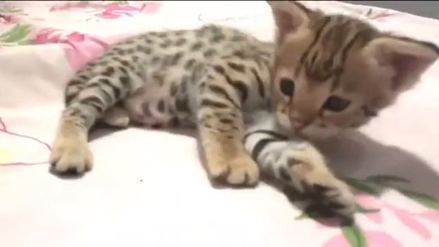 Саванна Ф1 ( Savanna F1), Сервал (Serval). смотреть онлайн