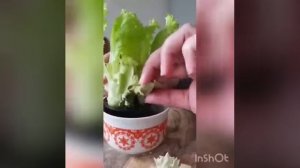 Салат из горшочка сажаем в огород