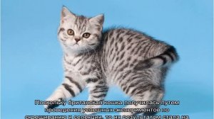 Окрас табби: примеры интересных сочетаний и пород кошек