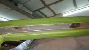 Убираем ржавчину с дверей КИА сид