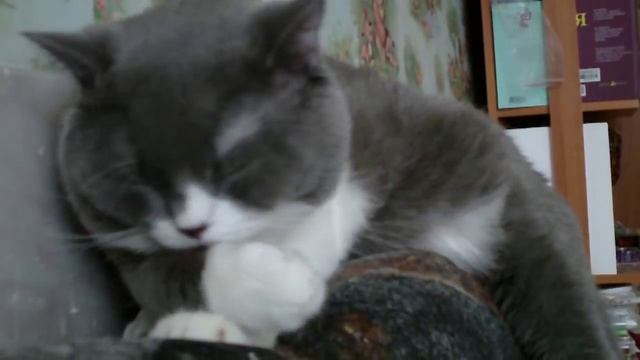 Кот моется смотреть онлайн