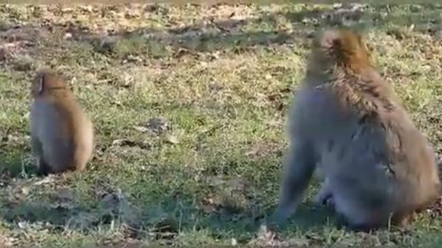 Планета обезьян. Магот в главной роли. Говорящая обезьяна. Магот в неволе. Берберская обезьяна. смотреть онлайн