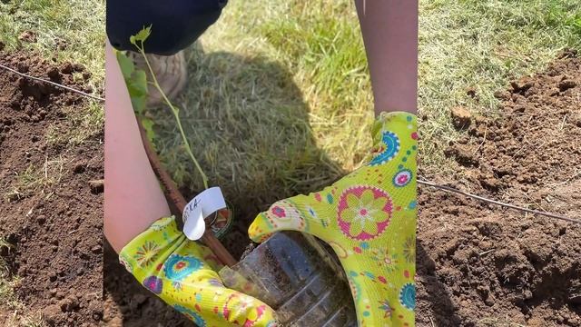 Посадка винограда в грунт весело с Алисой / Сорта Супага и Юбилей Новочеркасска / Минская область смотреть онлайн