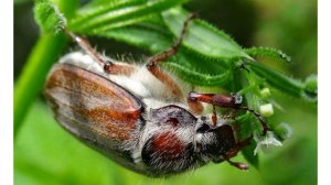 Майский жук под микроскопом