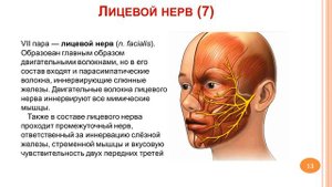 Черепно мозговые нервы_12