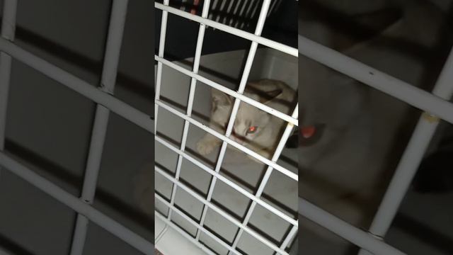 Котёнок Сахарок ищет дом! Был изьят у узбека. Приют Петербург смотреть онлайн