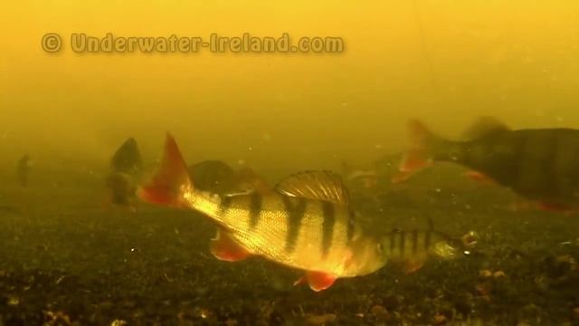 Окунь, атакующий силикон смотреть онлайн