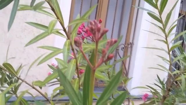 Олеандр обыкновенный-феерическое растение смотреть онлайн