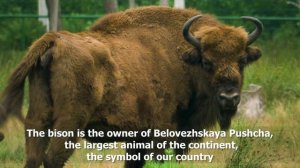 Беловежская пуща (англ.)