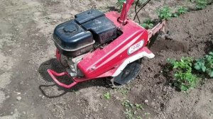 окучивание картошки мотоблоком салют 100