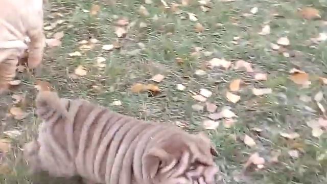 Шоколадный хорсовый мини-пей от питомника Цин-Лун смотреть онлайн