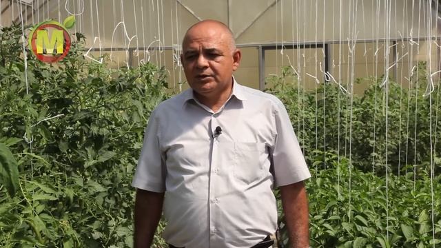 ЖИРОВАНИЕ Растений ПАСЛЕНОВЫХ и Меры Борьбы