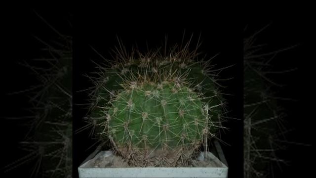 Ріст кактуса, аcanthocalycium spiniflorum.