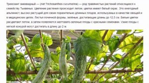 Трихозант змеевидный Красивые растения для дома и сада