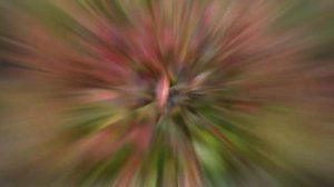 ЛЕУКОТОЭ  (LEUCOTHOE)  сем. Вересковые