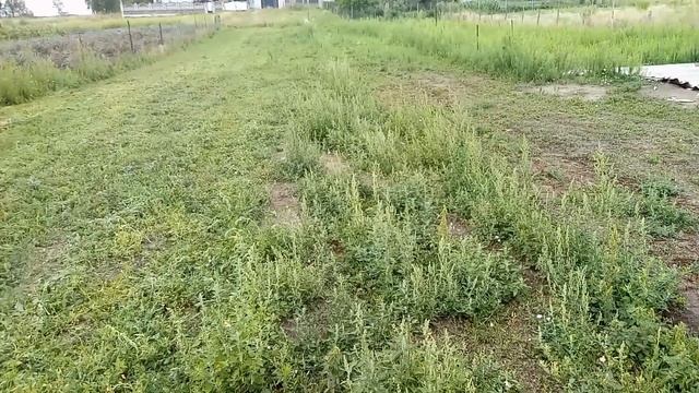 Самодельный ходоуменшитель на мотоблок НЕВА. Саморобний зменшувач руху на мотоблок, тест з косаркою смотреть онлайн