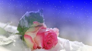 Футаж. Цветы на снегу 39  Footage. Flowers in the snow 39