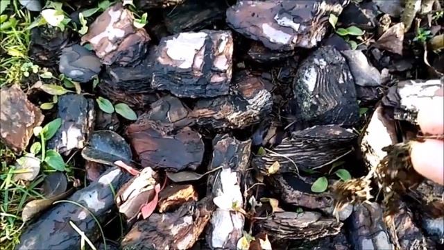 ОШИБКИ ПРИ УКЛАДКЕ МУЛЬЧИ ПОД ГОРТЕНЗИЯМИ смотреть онлайн