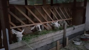 Как часто надо покрывать коз.