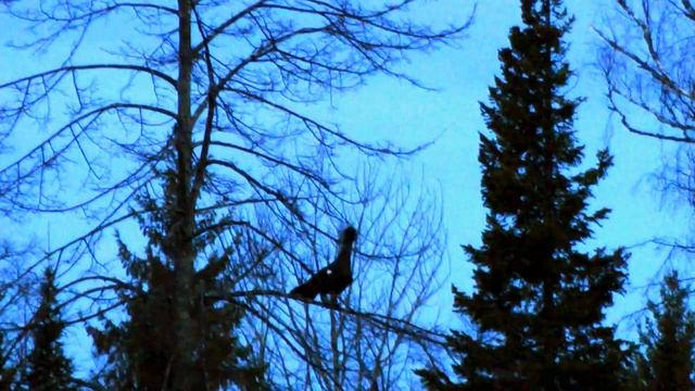 Наблюдение за глухариным током. Подслух в апреле. смотреть онлайн