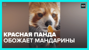Красная панда уплетает дольки мандарина – Москва 24