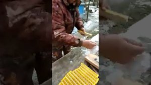 Пчеловодство.Изготовление изоляторов для маток по системе Миленина.