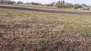 Как мы кормили коров пророщенным зерном?