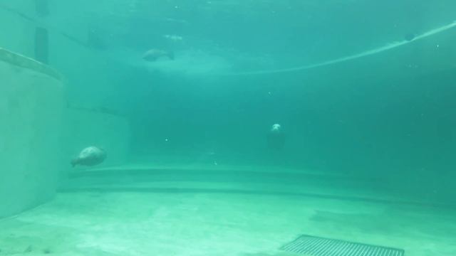 Ластоногие в Московском зоопарке смотреть онлайн