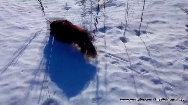 Собака напала на след смотреть онлайн