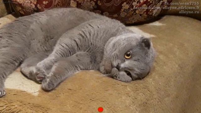 Вислоухий шотландец Лапик отдыхает после обеда. Умный взгляд.