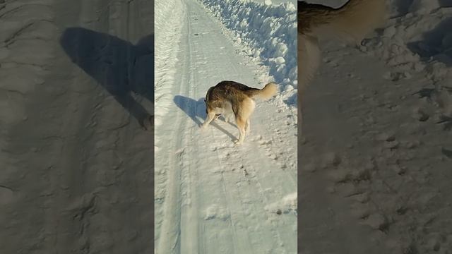 Шерсть дыбом язык набок. Пробежка удалась