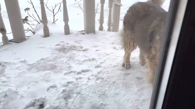 Кузя нагулялся или Хочу домой #мир #Кузьма #кавказскаяовчарка смотреть онлайн