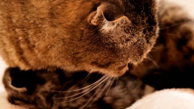Маленький котенок зовет маму. Кошка мама и котенок