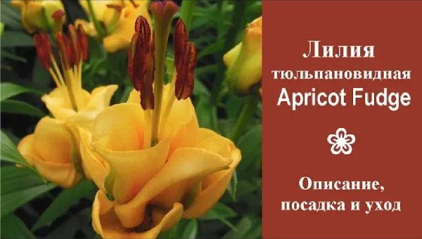❀ Лилия  тюльпановидная  Apricot Fudge: описание, посадка и уход