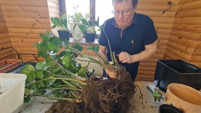 Замиокулькас Размножение делением смотреть онлайн