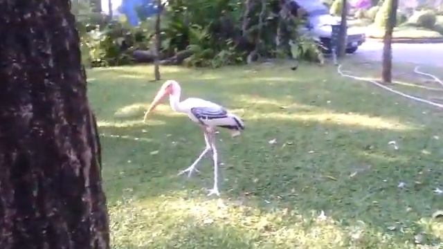 аист спрятался за деревом смотреть онлайн