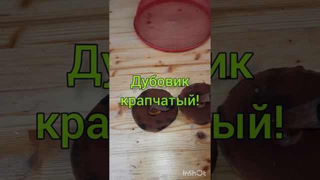 Эксклюзив: Дубовик Крапчатый #эксклюзив #боровики #дубовик #крапчатый #грибы #определение