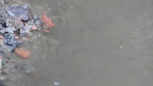 движение рыб