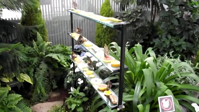 Бабочки в Ботаническом саду Куда сходить когда за окном снег converted converted смотреть онлайн