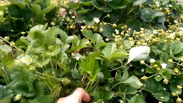 Земляника из семян. Август. Север Бурятии. смотреть онлайн