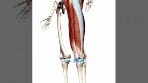 Подвздошно-большеберцовый тракт. Мышцы и фасции.