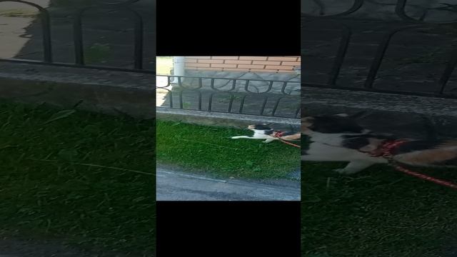 Нюша на прогулке в деревне