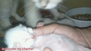 Baby Himalayan kitten i love cat