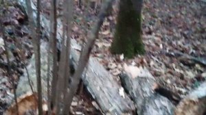 Поездка на мотоблоке в лес за дубом. Мотоблок. Лес. Джек рассел.