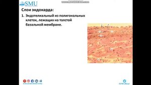 Лекция Гистология сердца Эндокард