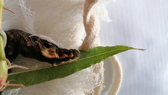 Гусеница ест лист (HD) №3 смотреть онлайн