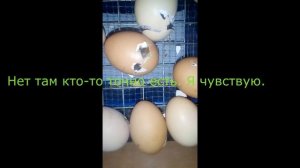 Как вылупляется цыплёнок!!! Реальное видео!!!