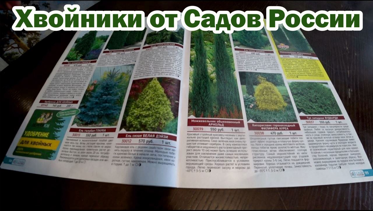 Каталог Сады России 2023 Хвойные растения